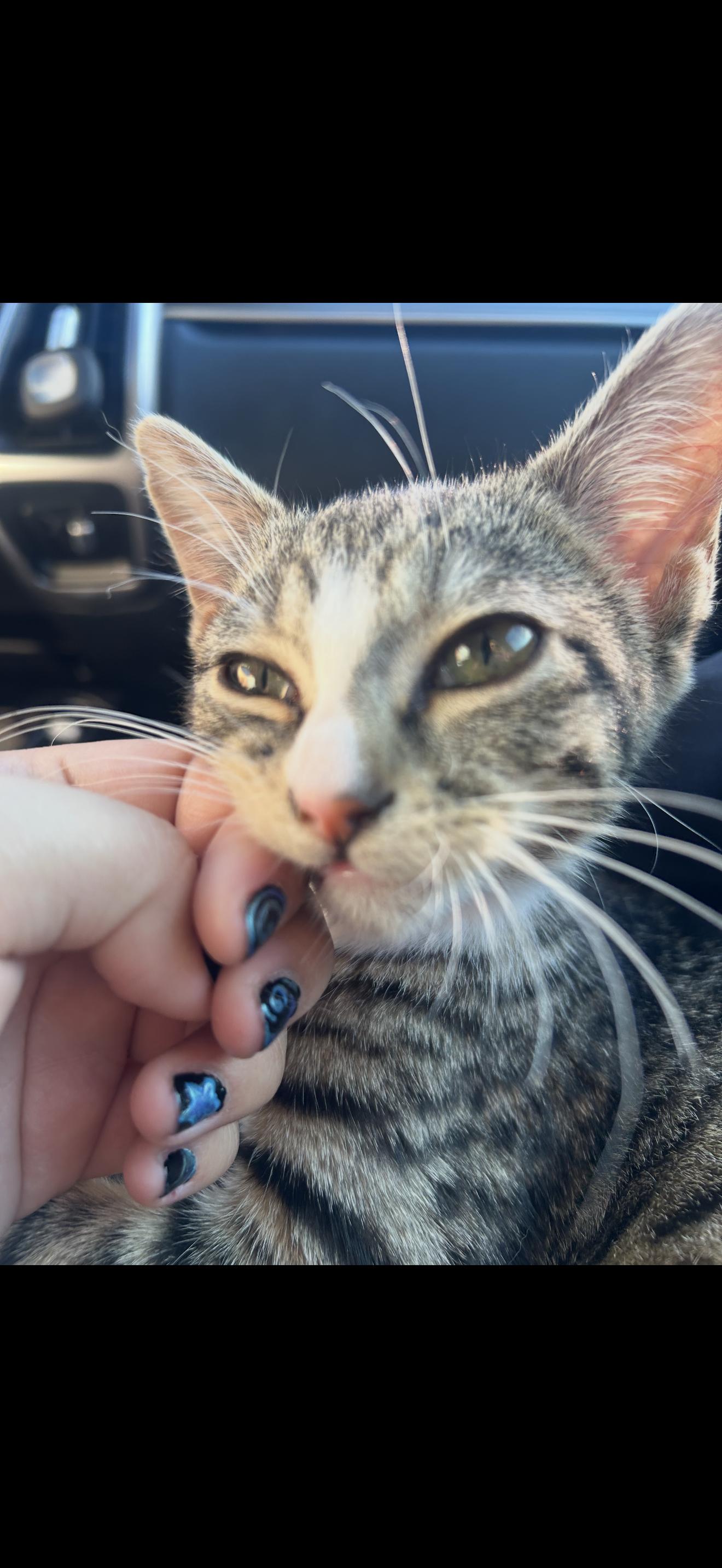 Moxie, ADOPTABLE, Kitten Female Tabby.