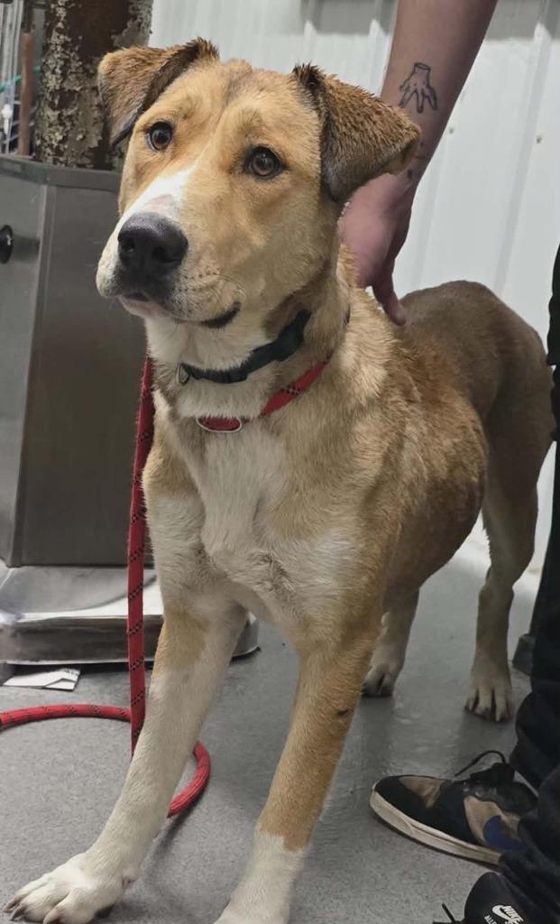 Enlarge Sid, a Adoptable Mixed Breed in Hillsdale, IN image 1/1