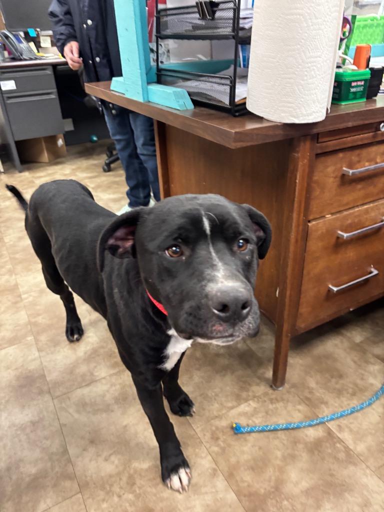 Enlarge Claus, a Adoptable mixed breed in Springfield, OH image 1/1