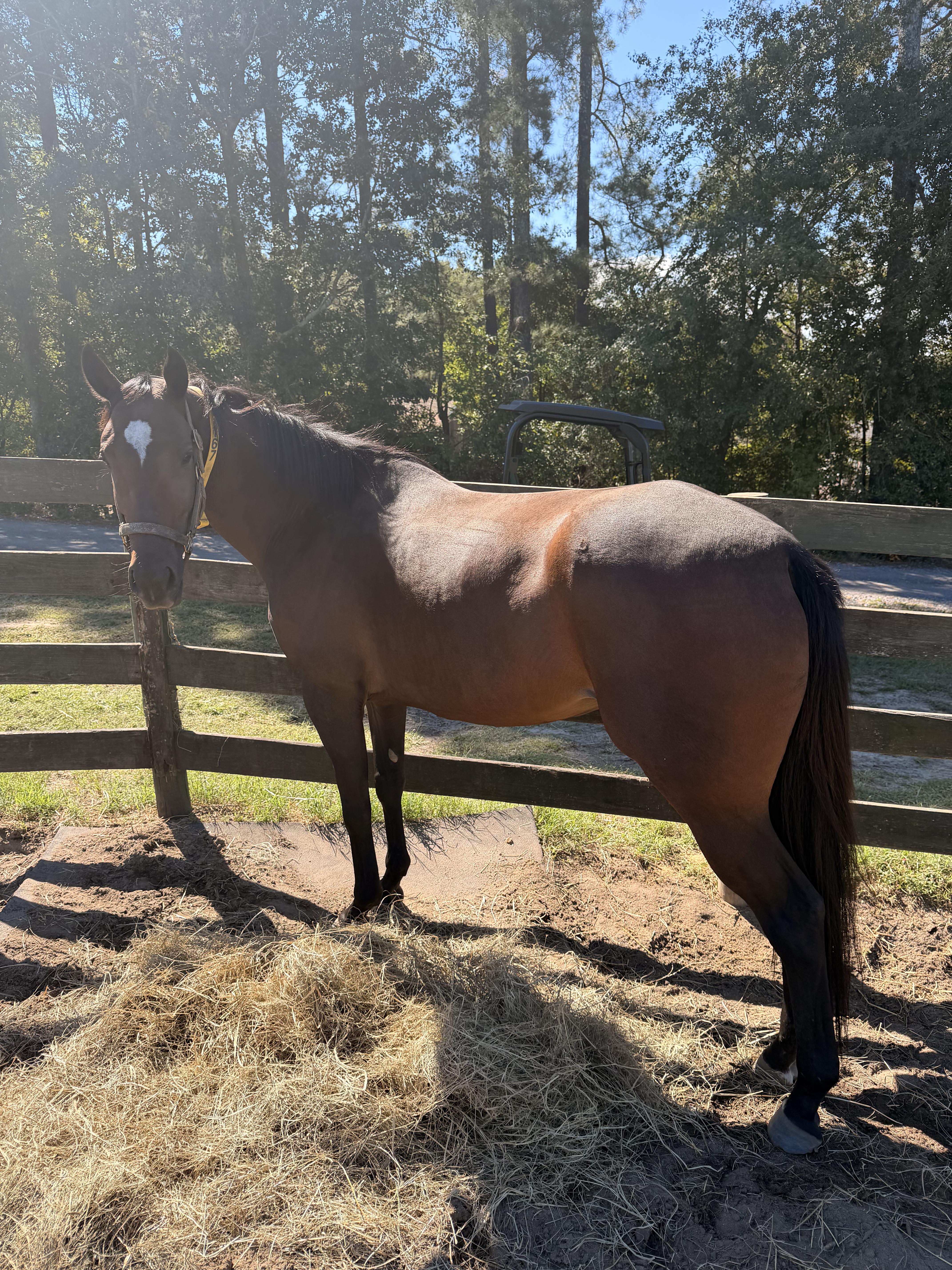Enlarge Smile Po, a Adoptable Thoroughbred in Aiken, SC image 1/1