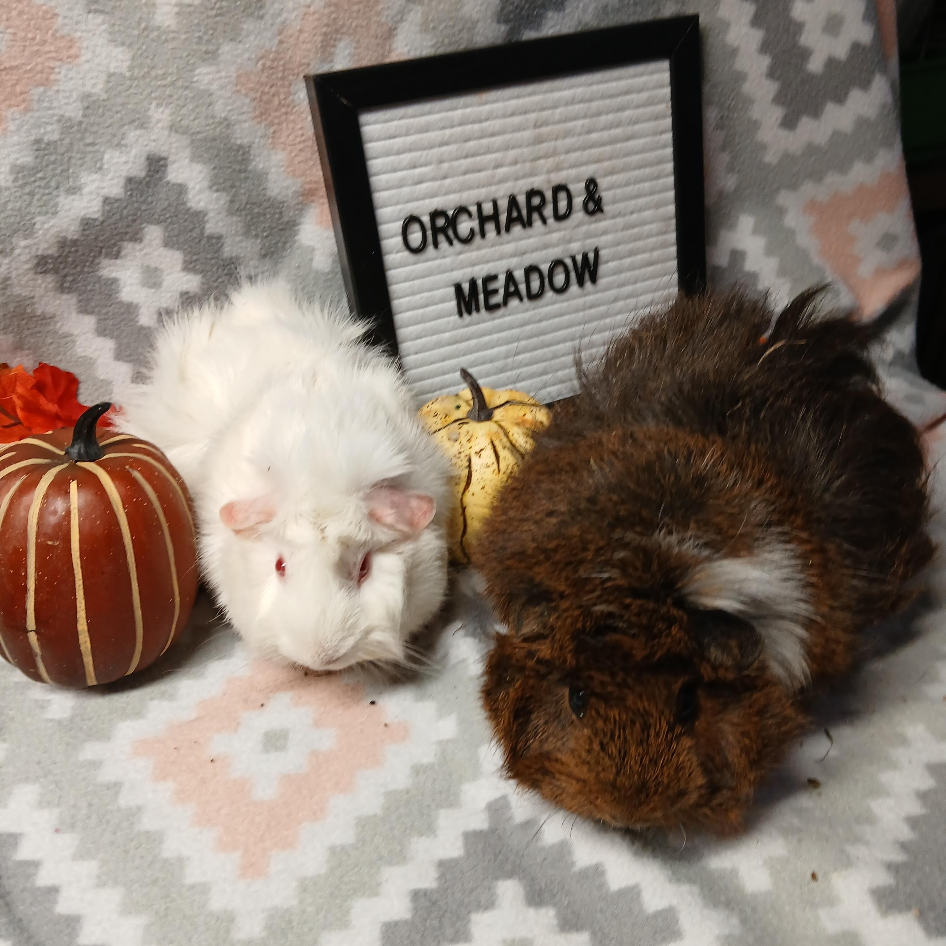 Orchard and Meadow, a Adoptable Abyssinian in Dearborn, MO image 2/5