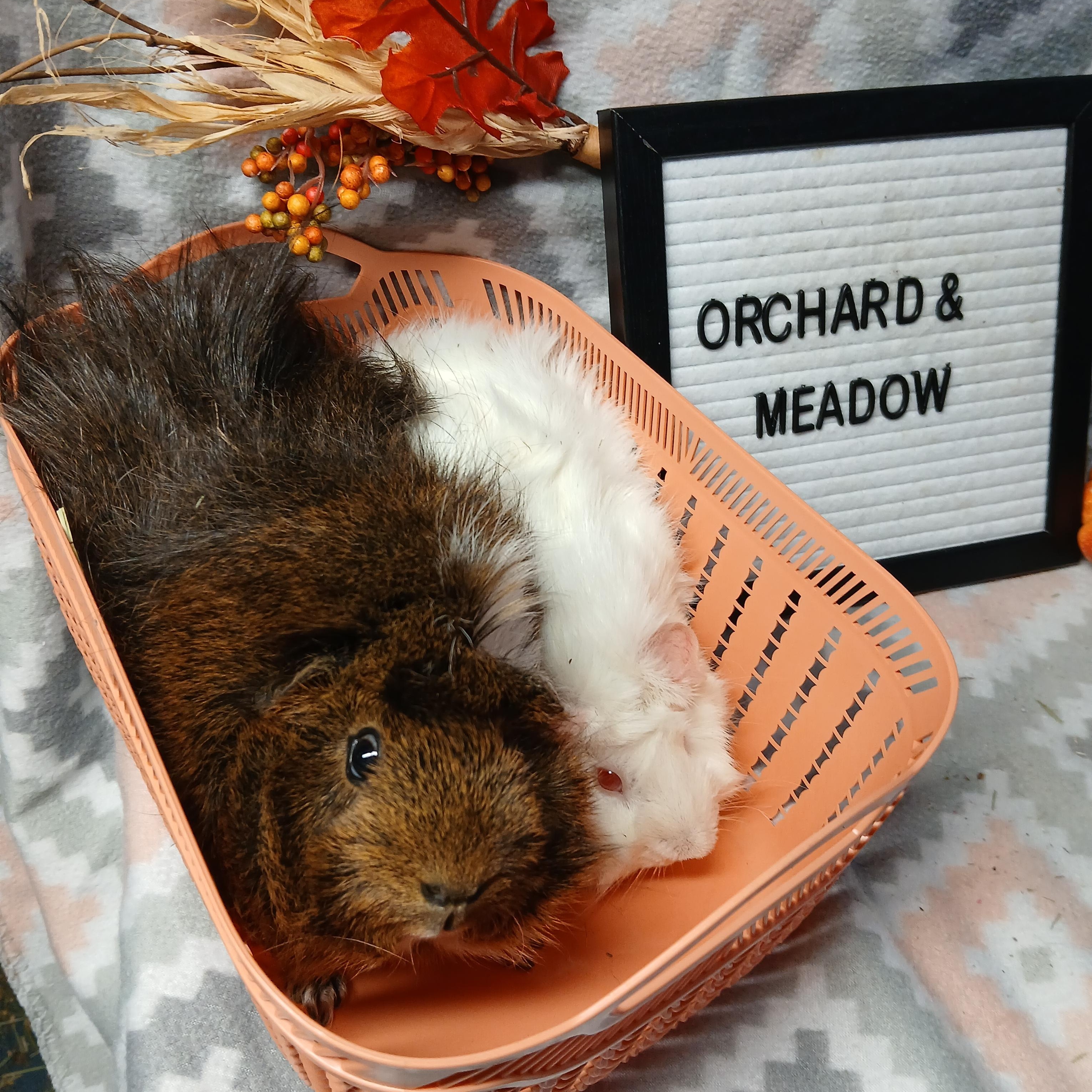 Orchard and Meadow, a Adoptable Abyssinian in Dearborn, MO image 3/5