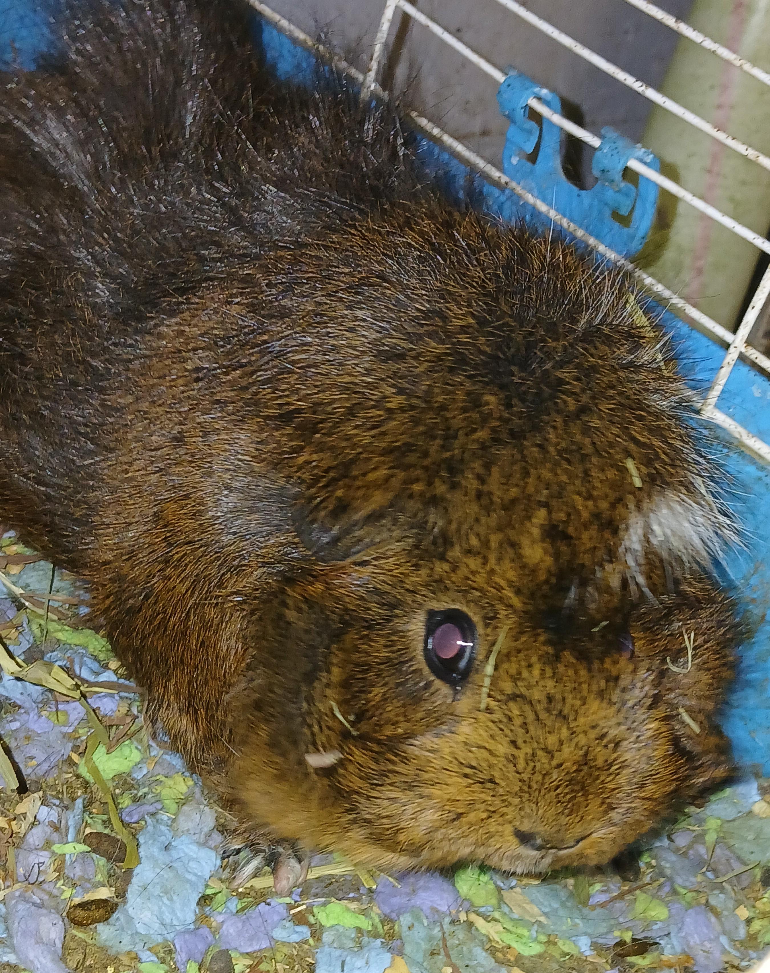 Orchard and Meadow, a Adoptable Abyssinian in Dearborn, MO image 4/5