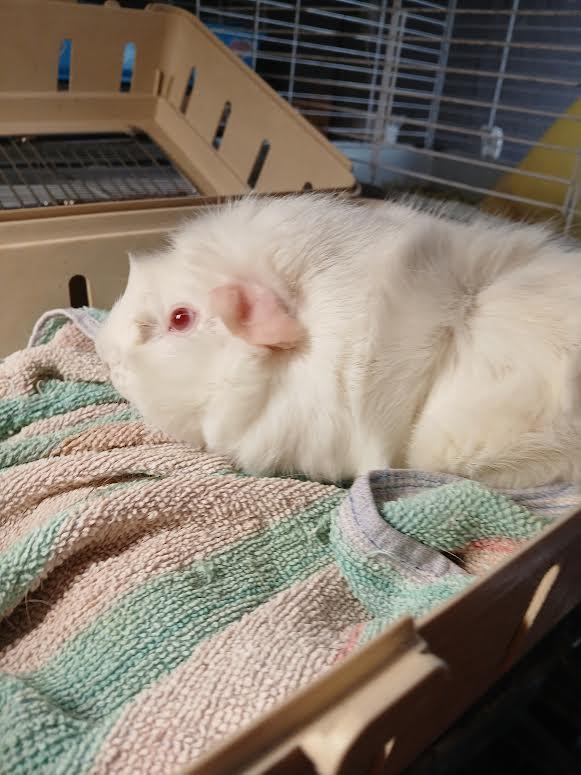 Orchard and Meadow, a Adoptable Abyssinian in Dearborn, MO image 5/5