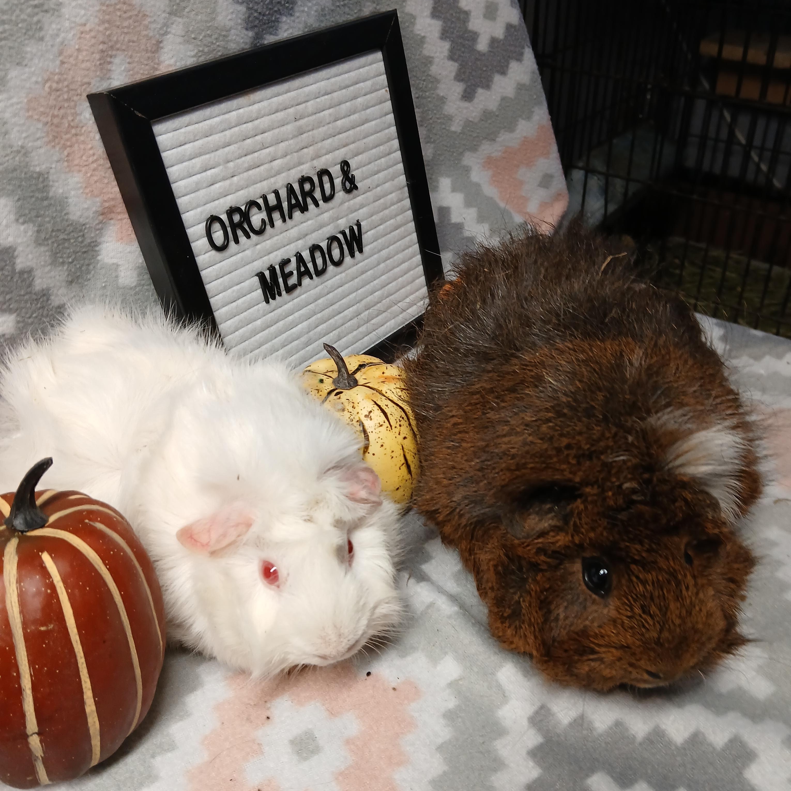 Orchard and Meadow, a Adoptable Abyssinian in Dearborn, MO image 1/5