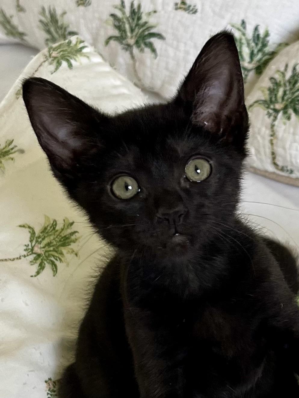 Tiana, Baby Female Domestic Short Hair