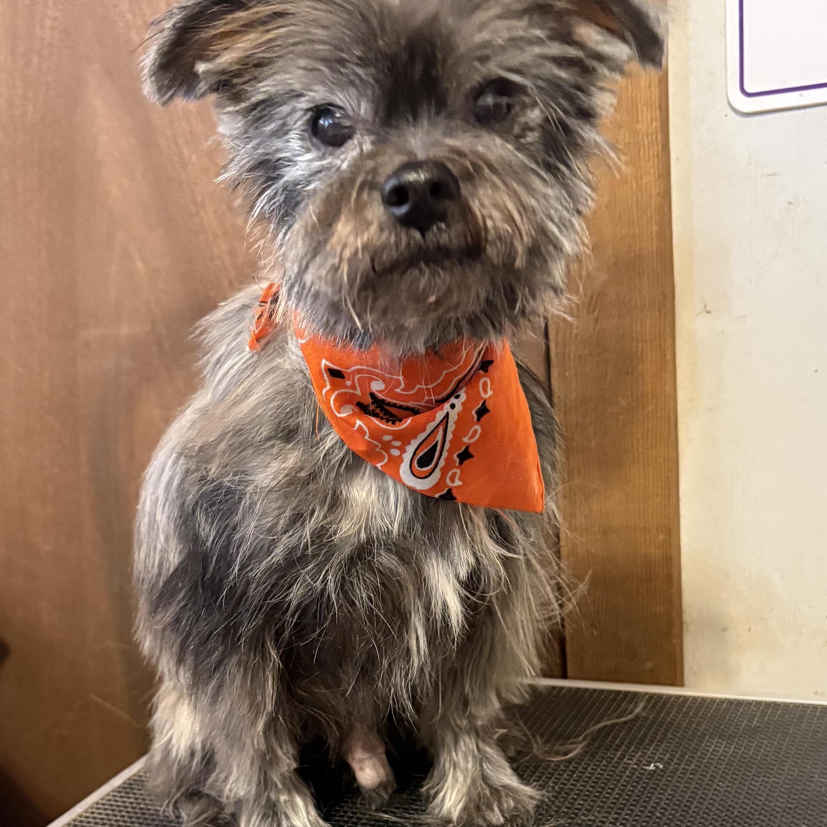 Teddy Ottis, ADOPTABLE, Senior Male Yorkshire Terrier & Miniature Schnauzer.