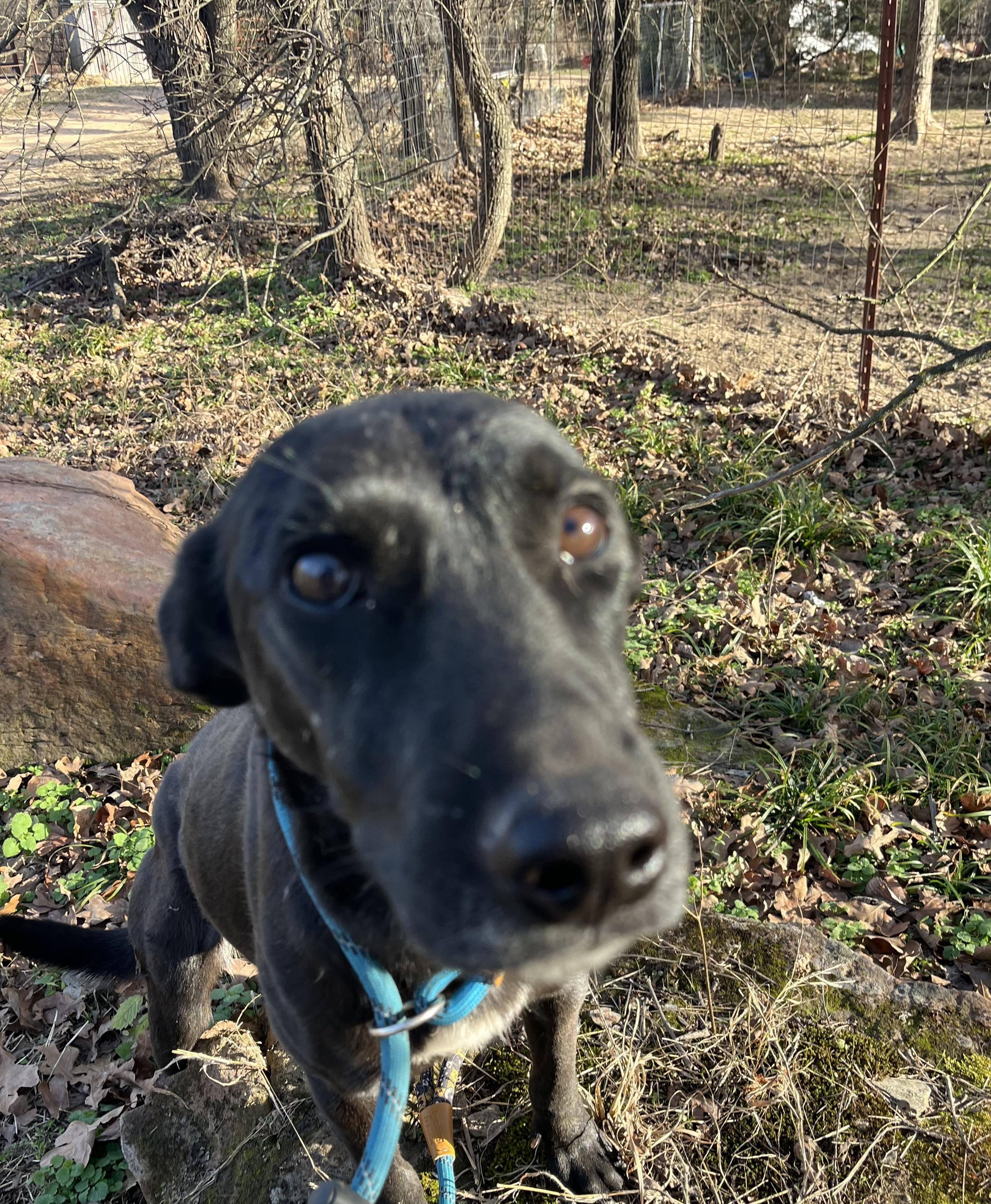 Enlarge Gigi, an adoptable mixed breed in Spring, TX image 3/3