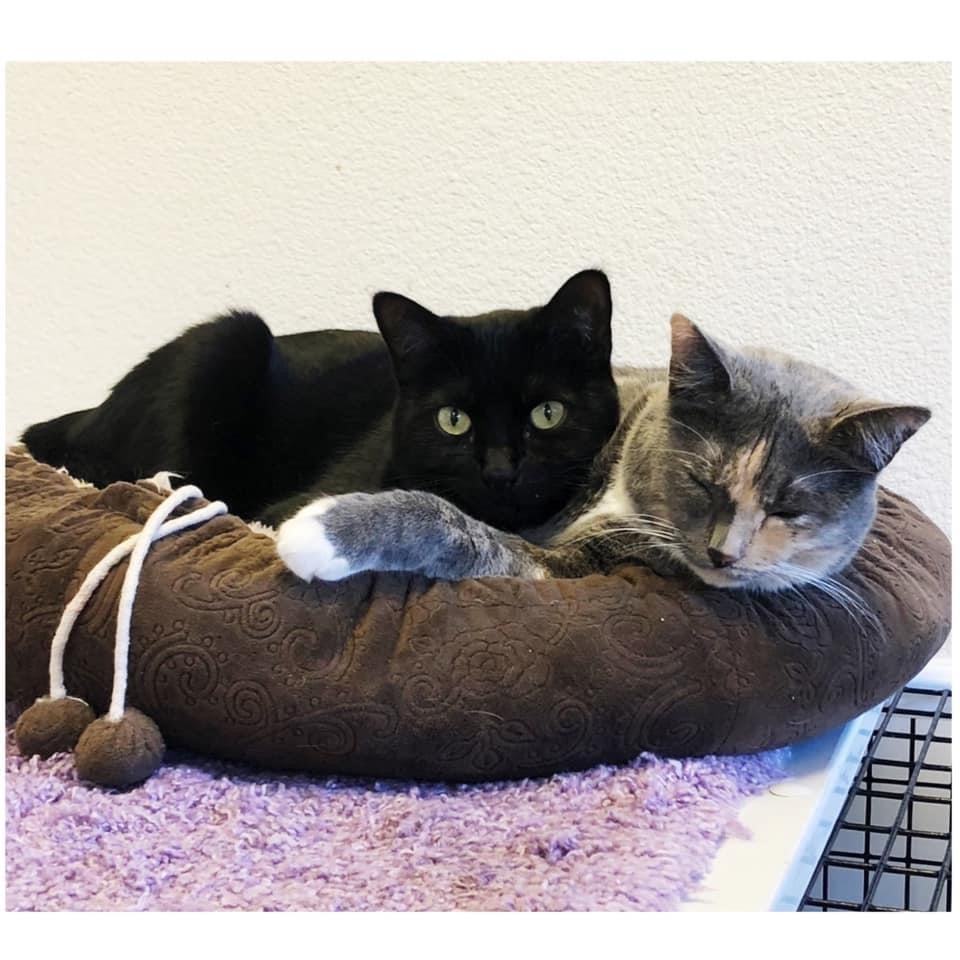 Millie, an adoptable Domestic Short Hair in Kingwood, TX, 77325 | Photo Image 4