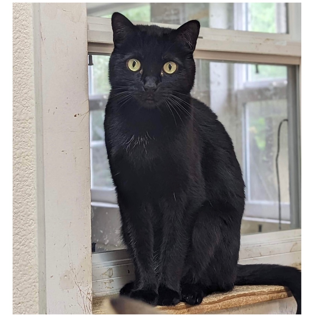 Millie, an adoptable Domestic Short Hair in Kingwood, TX, 77325 | Photo Image 5