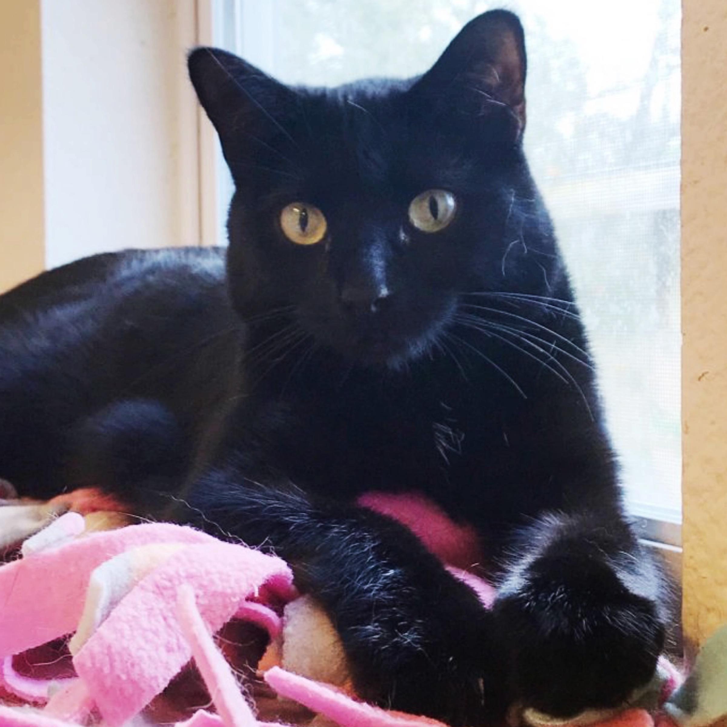 Millie, an adoptable Domestic Short Hair in Kingwood, TX, 77325 | Photo Image 3