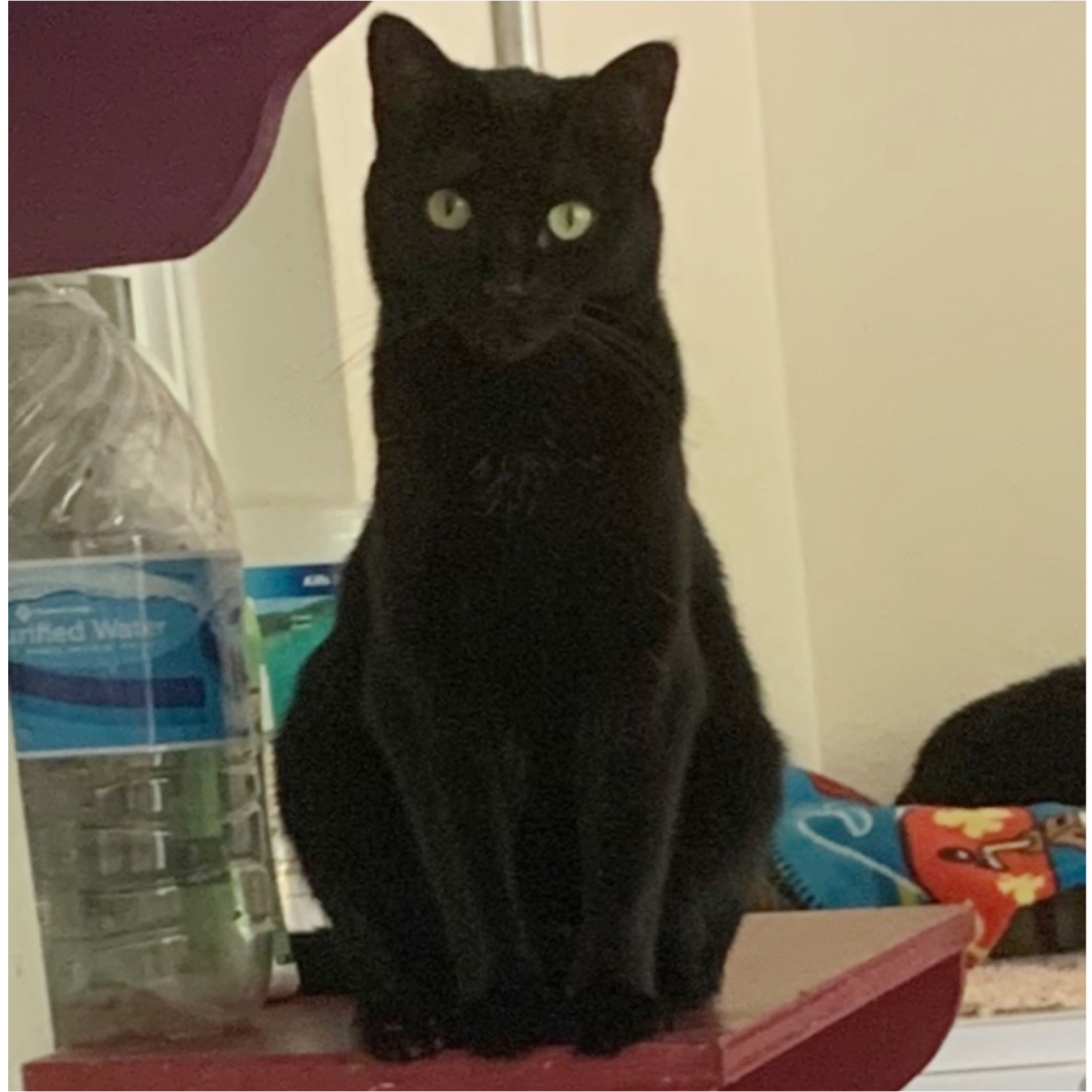 Millie, Adult Female unknown