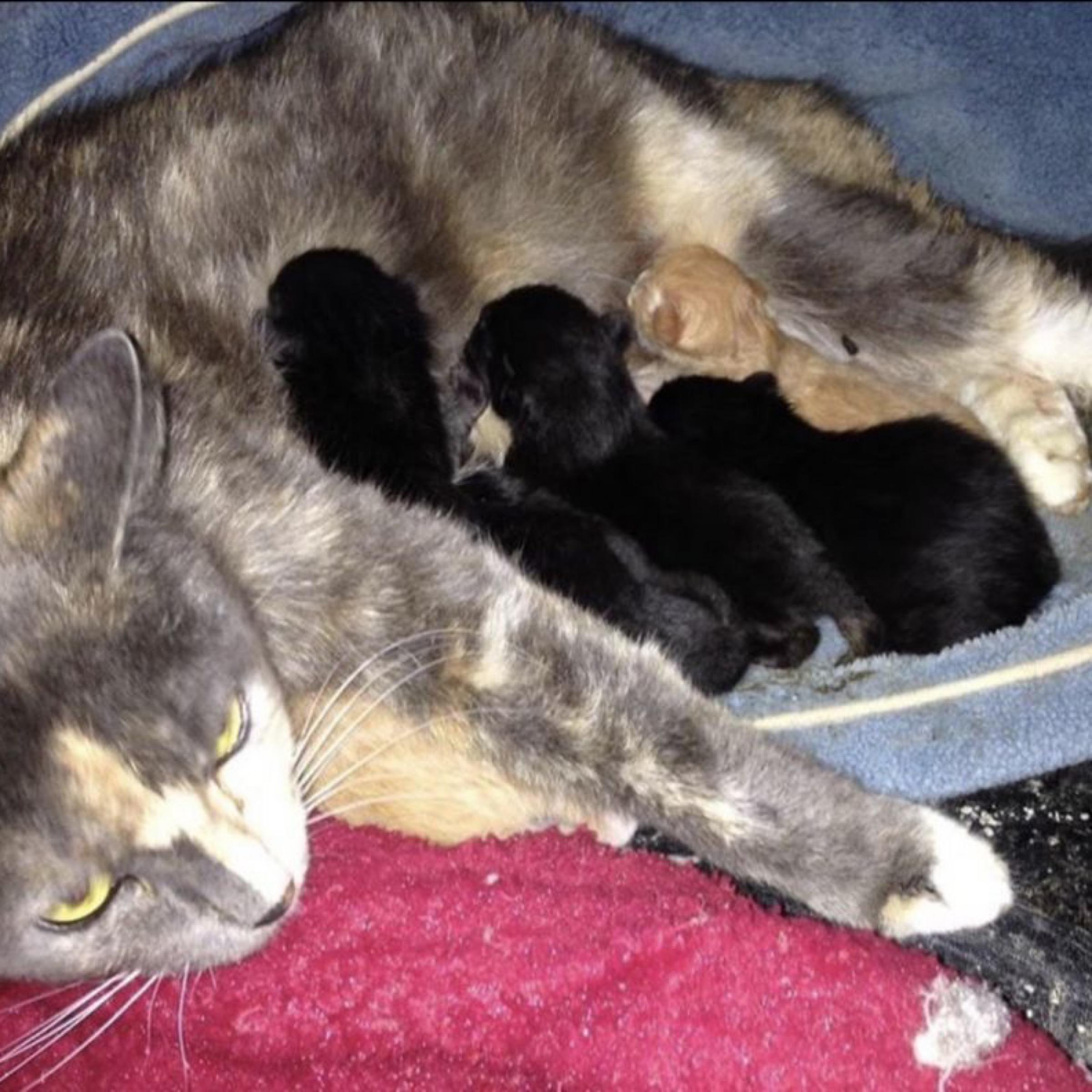 Millie, a Adoptable Domestic Short Hair in Kingwood, TX image 2/6