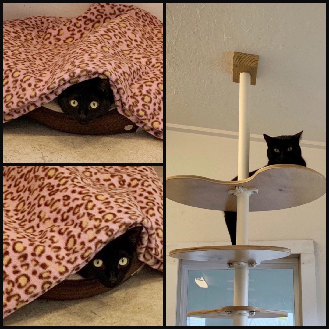 Millie, a Adoptable Domestic Short Hair in Kingwood, TX image 6/6