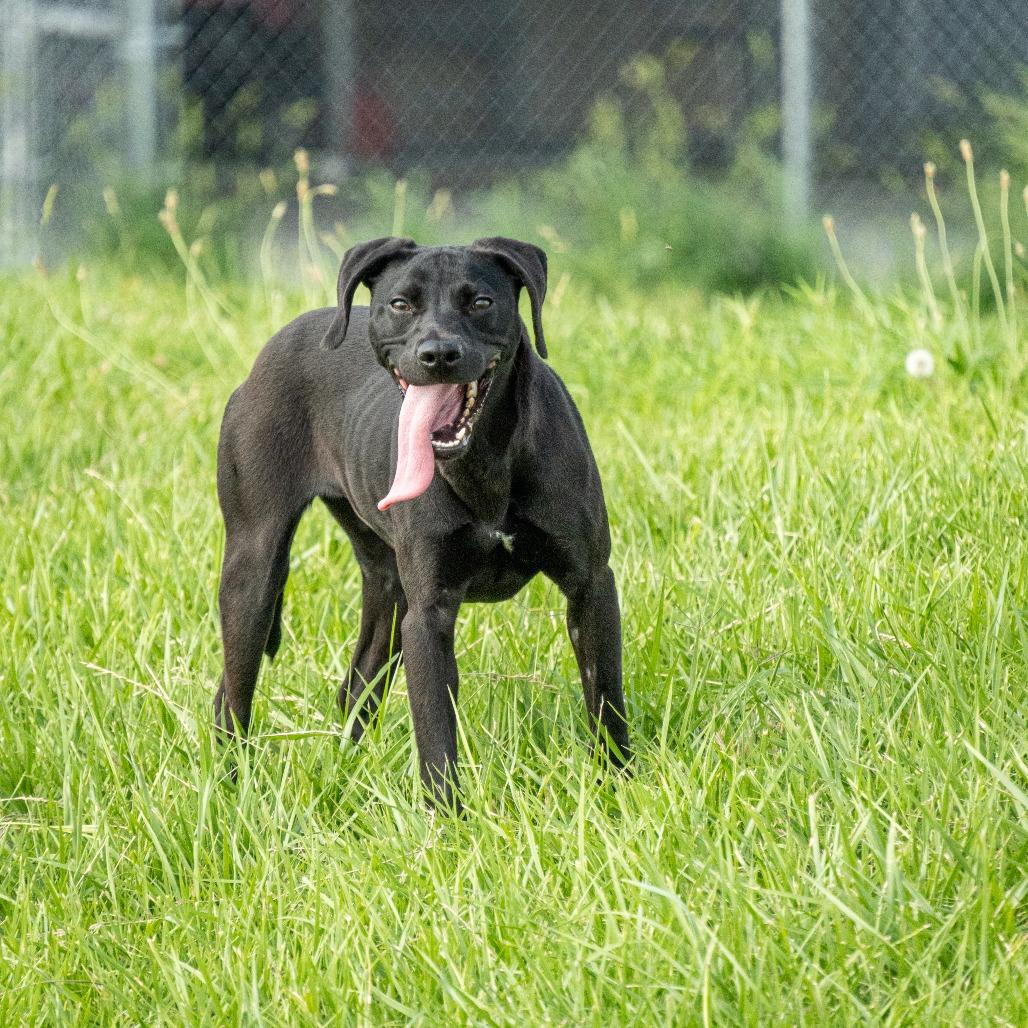 Bagheera, Adoptable, Adult Female Mixed Breed.