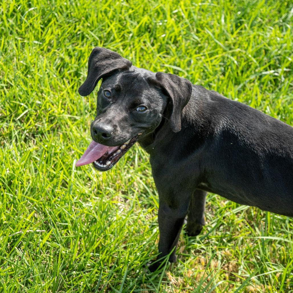 Enlarge Bagheera, a Adoptable Mixed Breed in Emporia, KS image 2/6