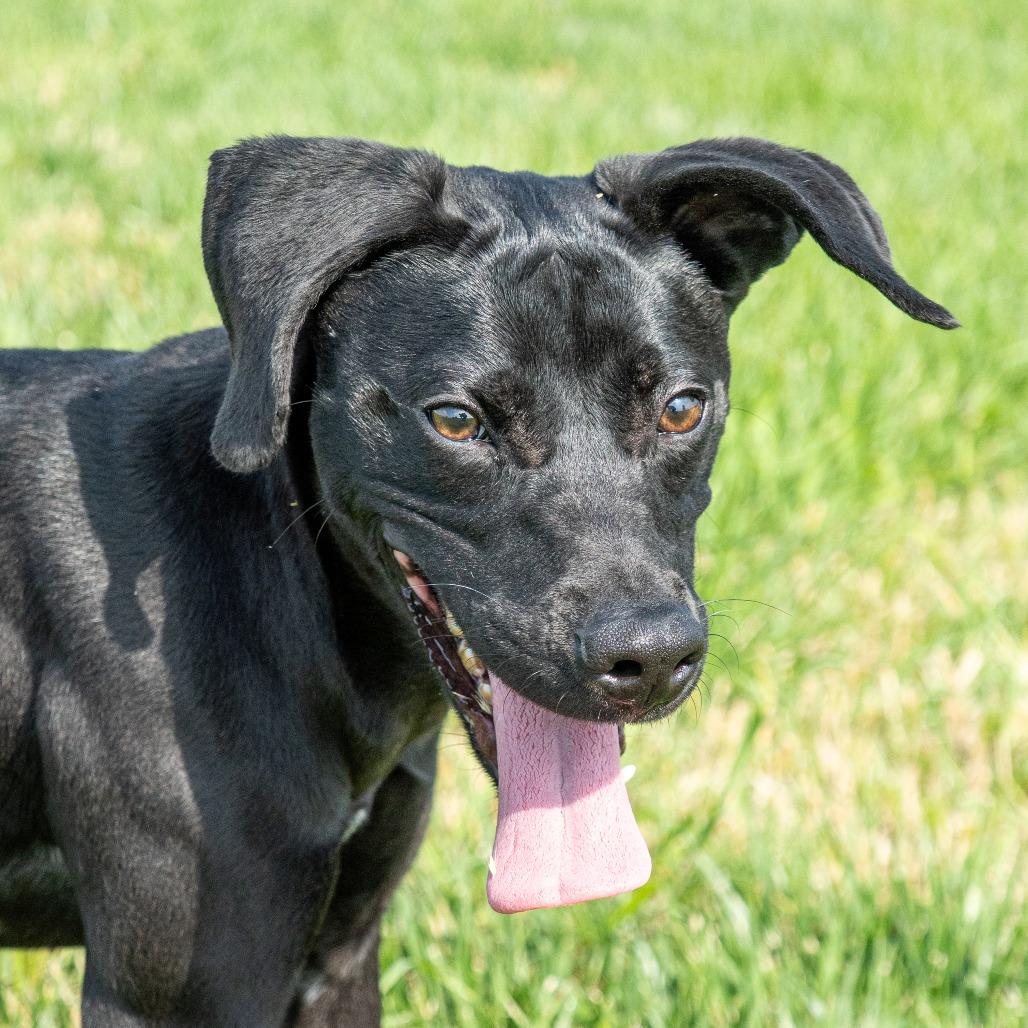 Enlarge Bagheera, a Adoptable Mixed Breed in Emporia, KS image 3/6