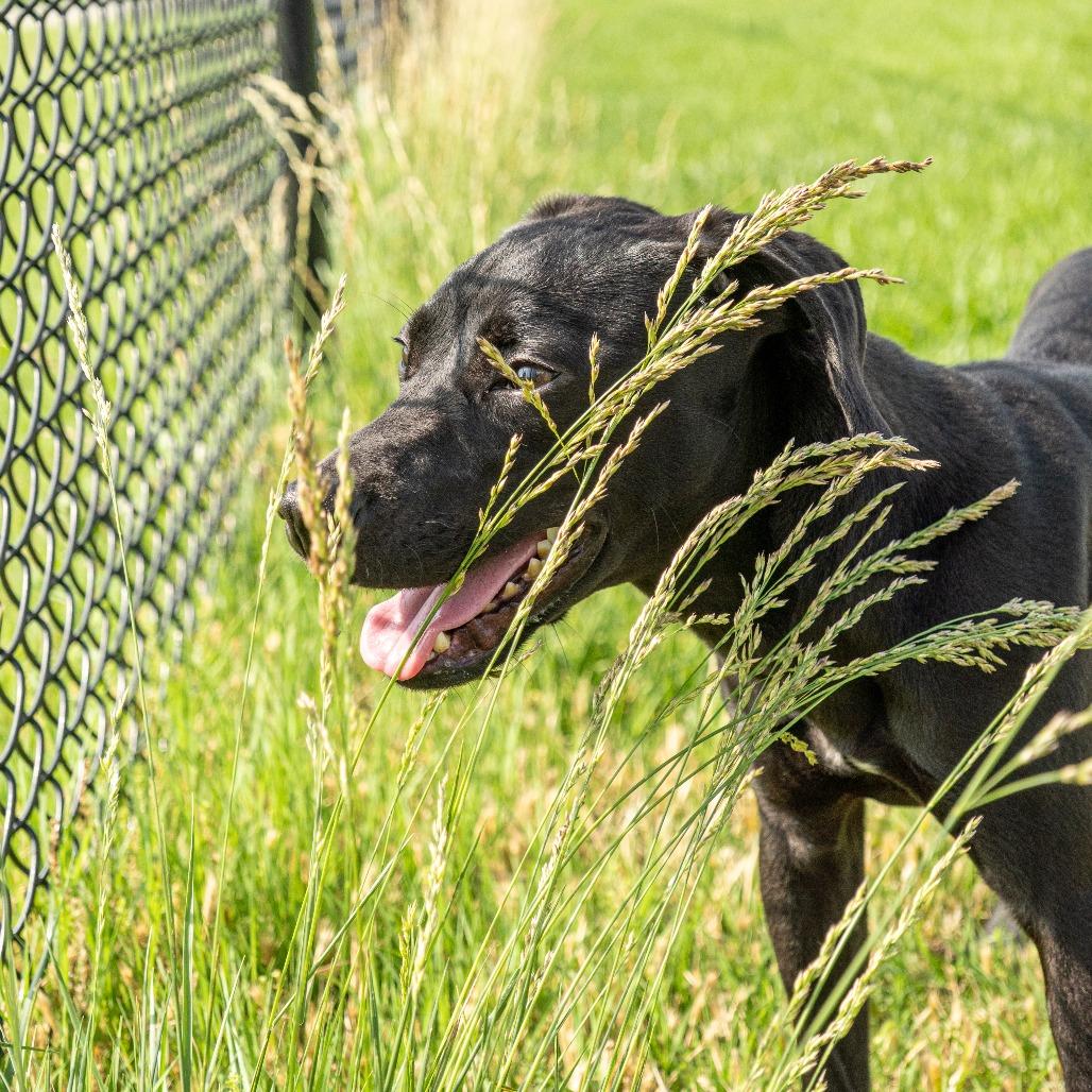 Enlarge Bagheera, a Adoptable Mixed Breed in Emporia, KS image 4/6