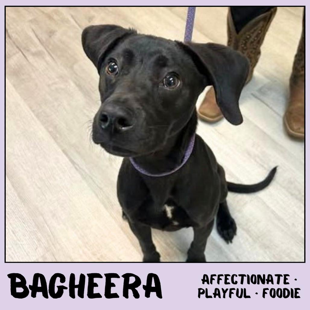 Enlarge Bagheera, a Adoptable Mixed Breed in Emporia, KS image 5/6