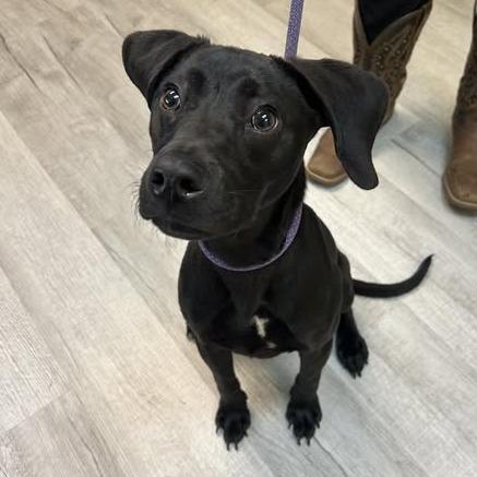Enlarge Bagheera, a Adoptable Mixed Breed in Emporia, KS image 6/6
