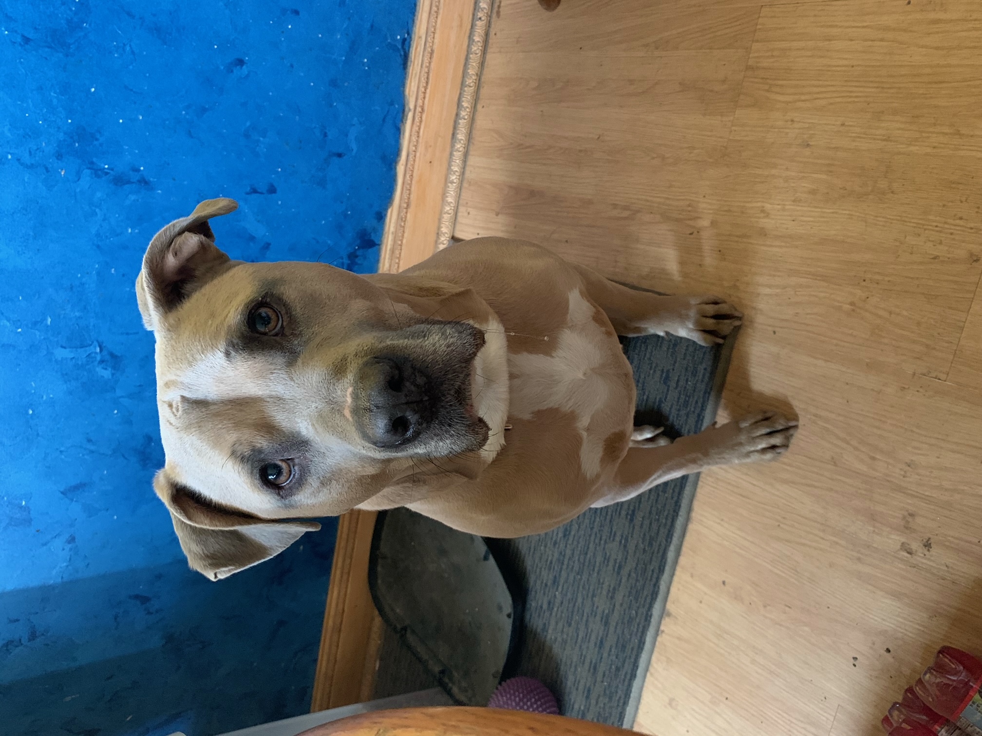 Enlarge LENNOX & Dempsey, a Adopted Pit Bull Terrier in Reston, VA image 1/2