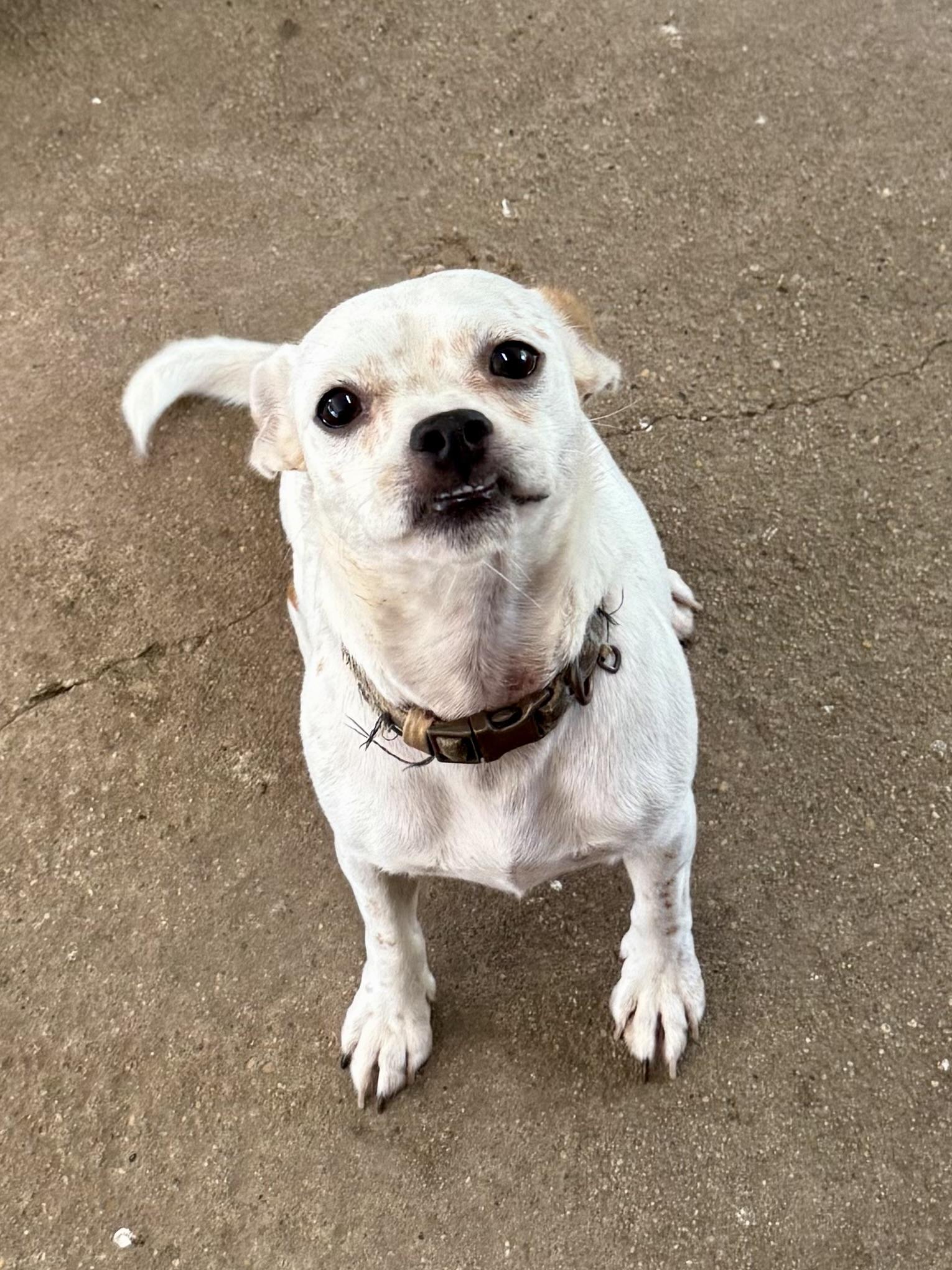 Norbert  (aka Buddy) “fee partially sponsored*