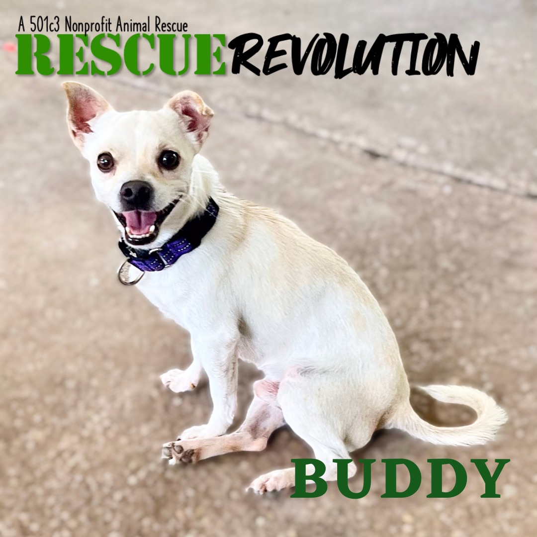 Enlarge Norbert  (aka Buddy), a Adoptable mixed breed in Houma, LA image 1/1