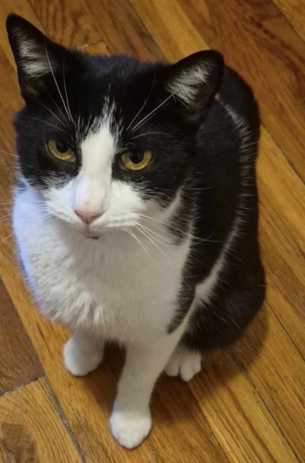Enlarge Dixie & Pixie ( sweet , friendly and bonded), a ADOPTABLE Domestic Short Hair in Staten island, NY image 1/6