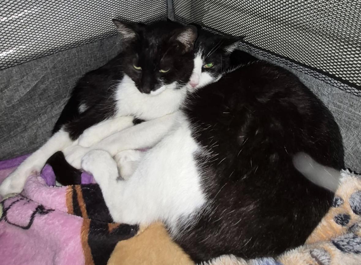Enlarge Dixie & Pixie ( sweet , friendly and bonded), a ADOPTABLE Domestic Short Hair in Staten island, NY image 4/6