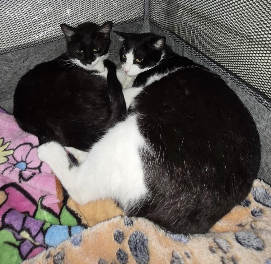 Enlarge Dixie & Pixie ( sweet , friendly and bonded), a ADOPTABLE Domestic Short Hair in Staten island, NY image 2/6