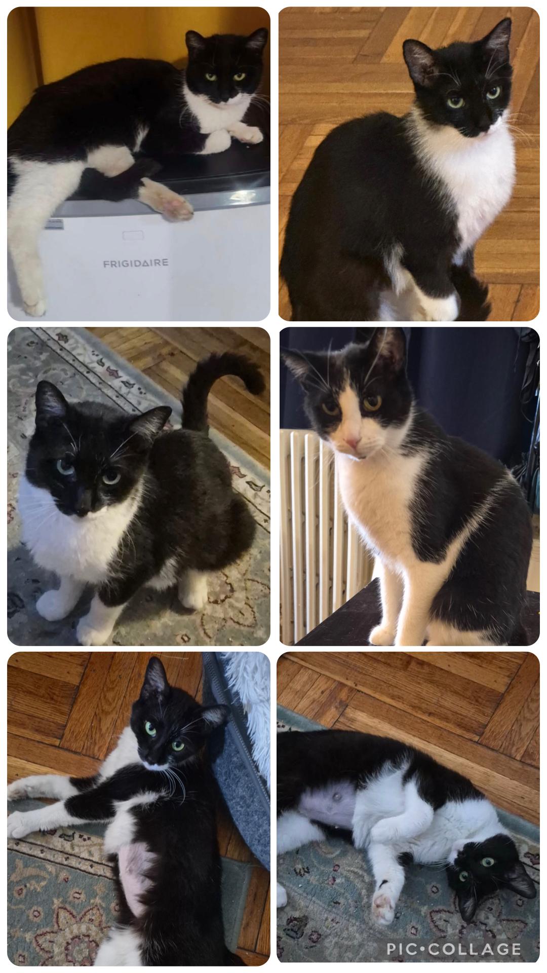 Enlarge Dixie & Pixie ( sweet , friendly and bonded), a ADOPTABLE Domestic Short Hair in Staten island, NY image 5/6