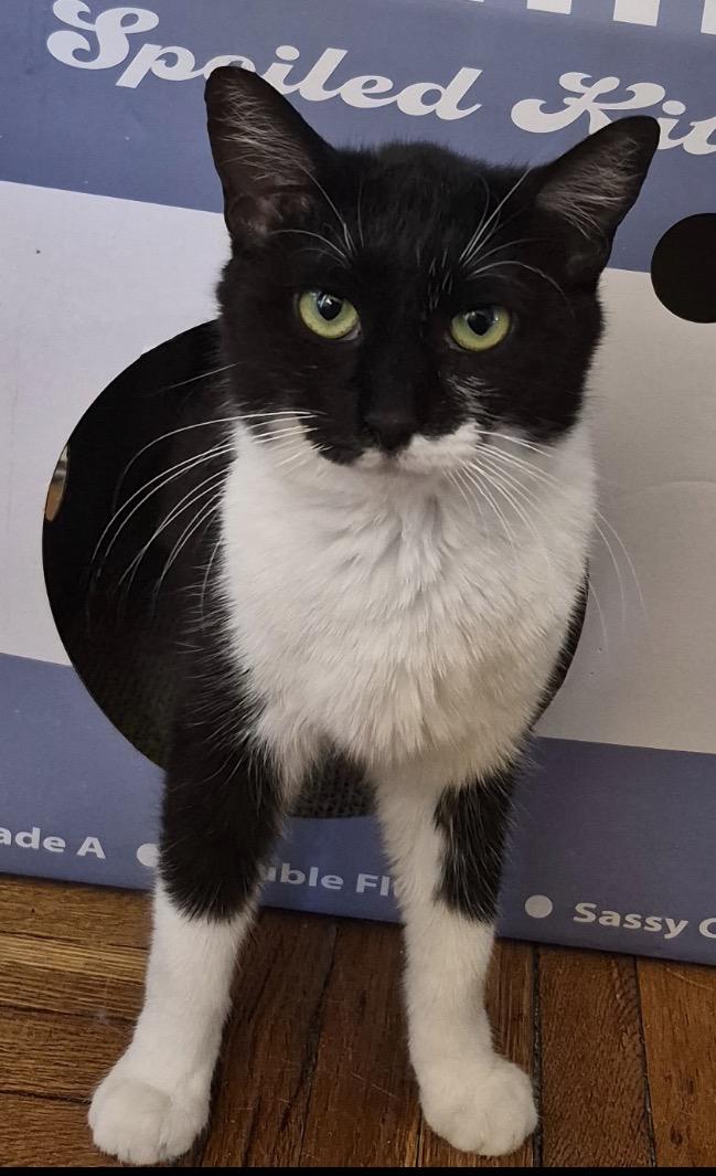 Enlarge Dixie & Pixie ( sweet , friendly and bonded), a ADOPTABLE Domestic Short Hair in Staten island, NY image 3/6