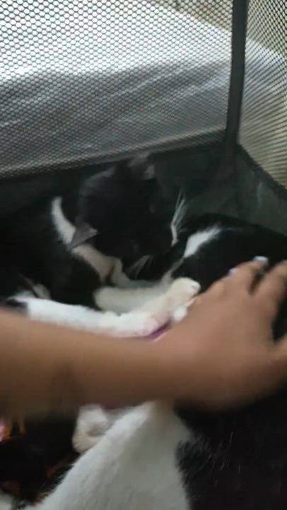 Enlarge Dixie & Pixie ( sweet , friendly and bonded), a ADOPTABLE Domestic Short Hair in Staten island, NY video 6/6