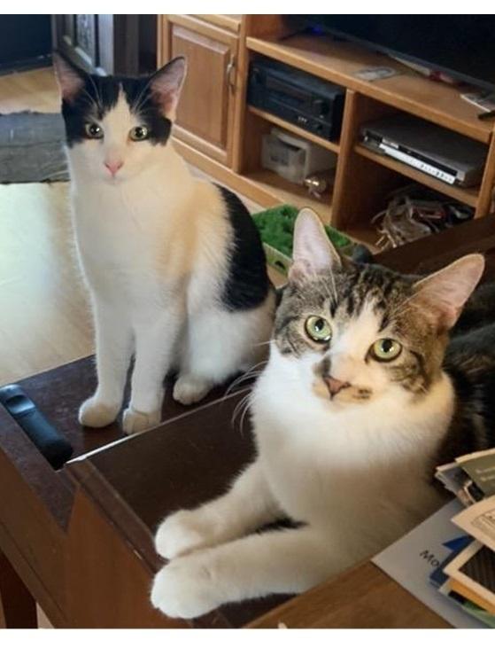 Sam, Adoptable, Adult Male Domestic Short Hair.