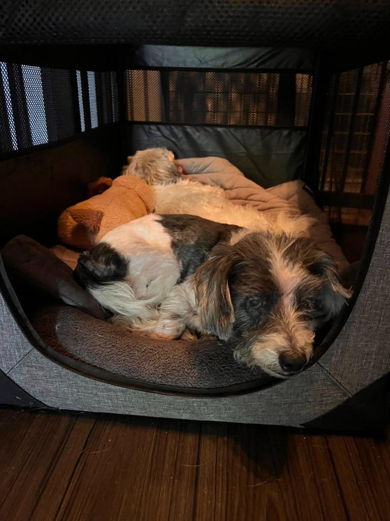 Pepper, Adoptable, Senior Male Maltese.