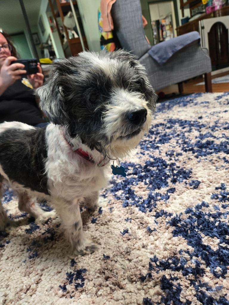 Enlarge Pepper, a Adoptable Maltese in El Cajon, CA image 1/6