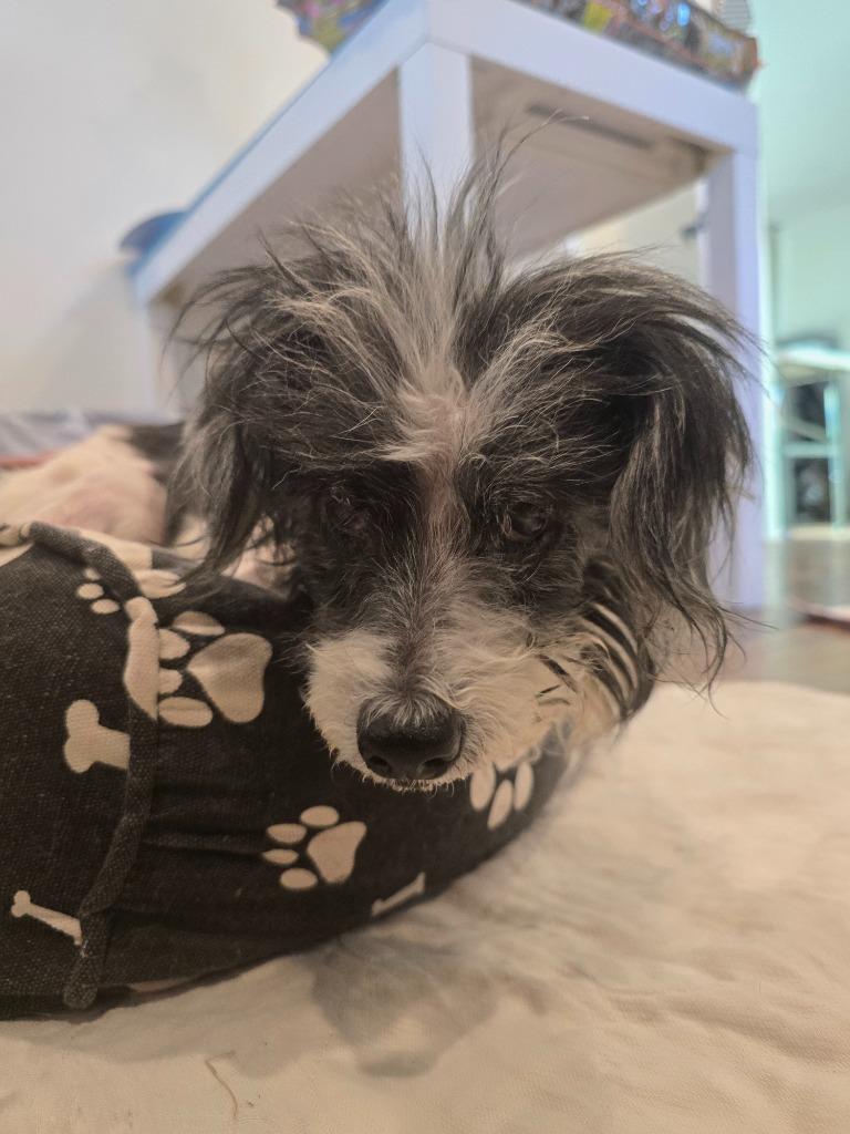 Enlarge Pepper, a Adoptable Maltese in El Cajon, CA image 3/6