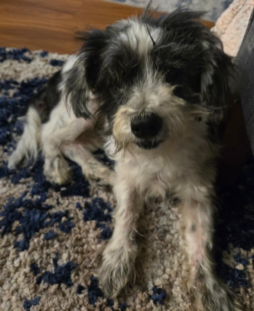 Pepper, a Adoptable Maltese in El Cajon, CA image 3/6