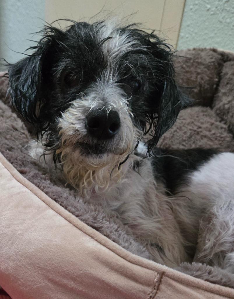 Pepper, a Adoptable Maltese in El Cajon, CA image 5/6