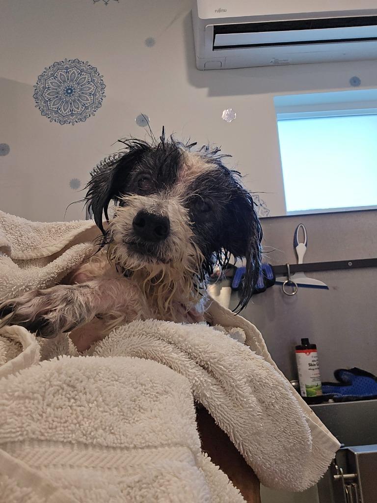 Enlarge Pepper, a Adoptable Maltese in El Cajon, CA image 6/6