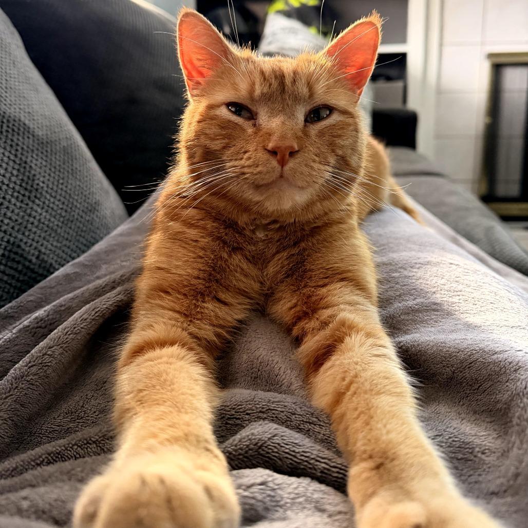 Rusty, Adoptable, Adult Male Domestic Short Hair.