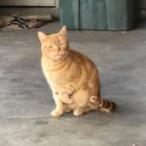 Enlarge Rusty, a Adoptable Domestic Short Hair in Layton, UT image 2/6