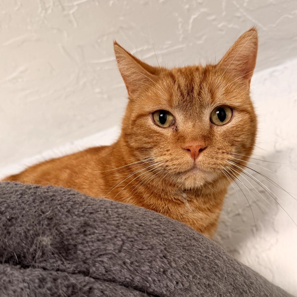 Enlarge Rusty, a Adoptable Domestic Short Hair in Layton, UT image 4/6