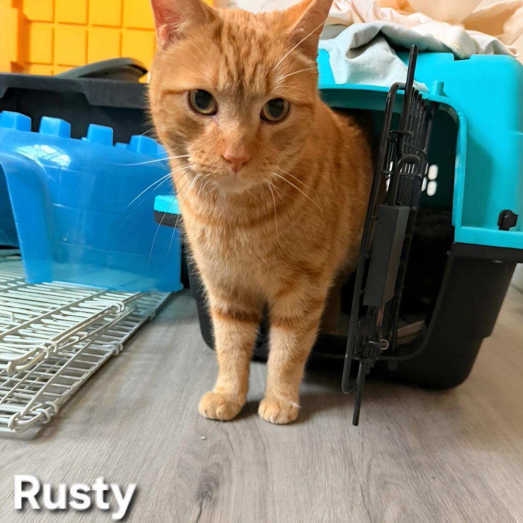 Enlarge Rusty, a Adoptable Domestic Short Hair in Layton, UT image 5/6