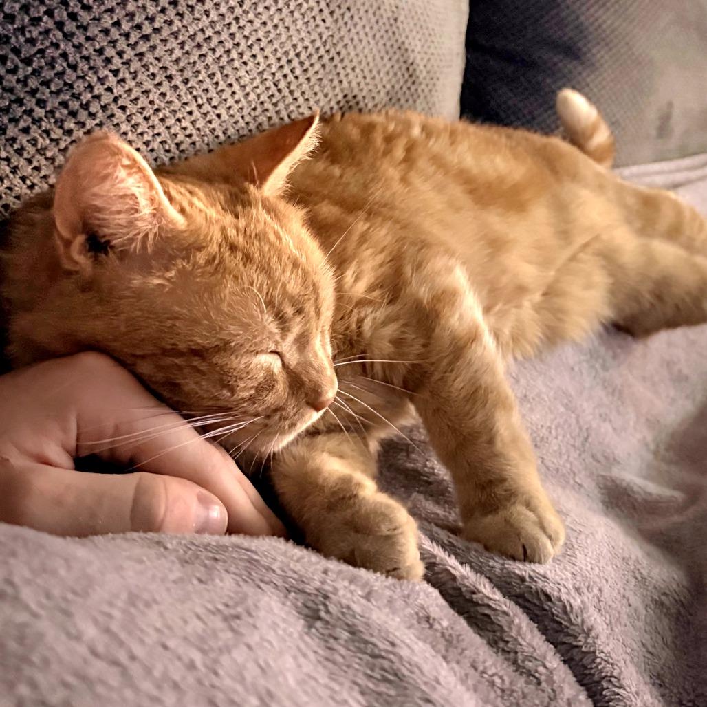 Enlarge Rusty, a Adoptable Domestic Short Hair in Layton, UT image 6/6