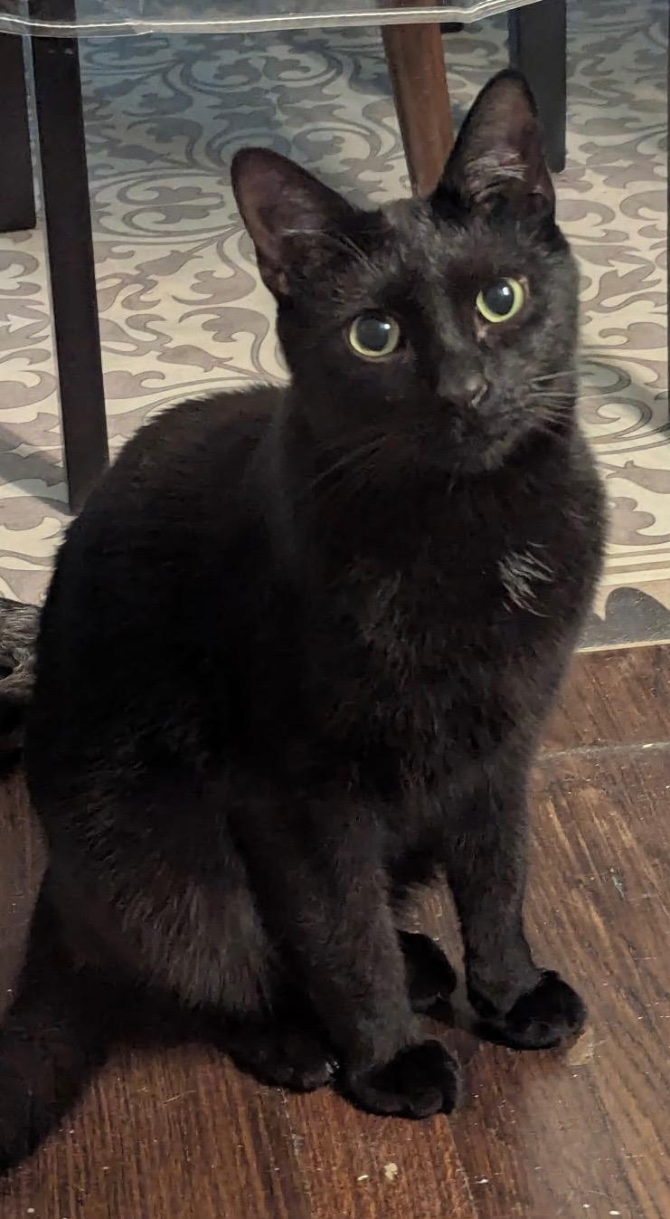 Cosmo, a Adoptable Domestic Short Hair in Mount Clemens, MI image 3/6