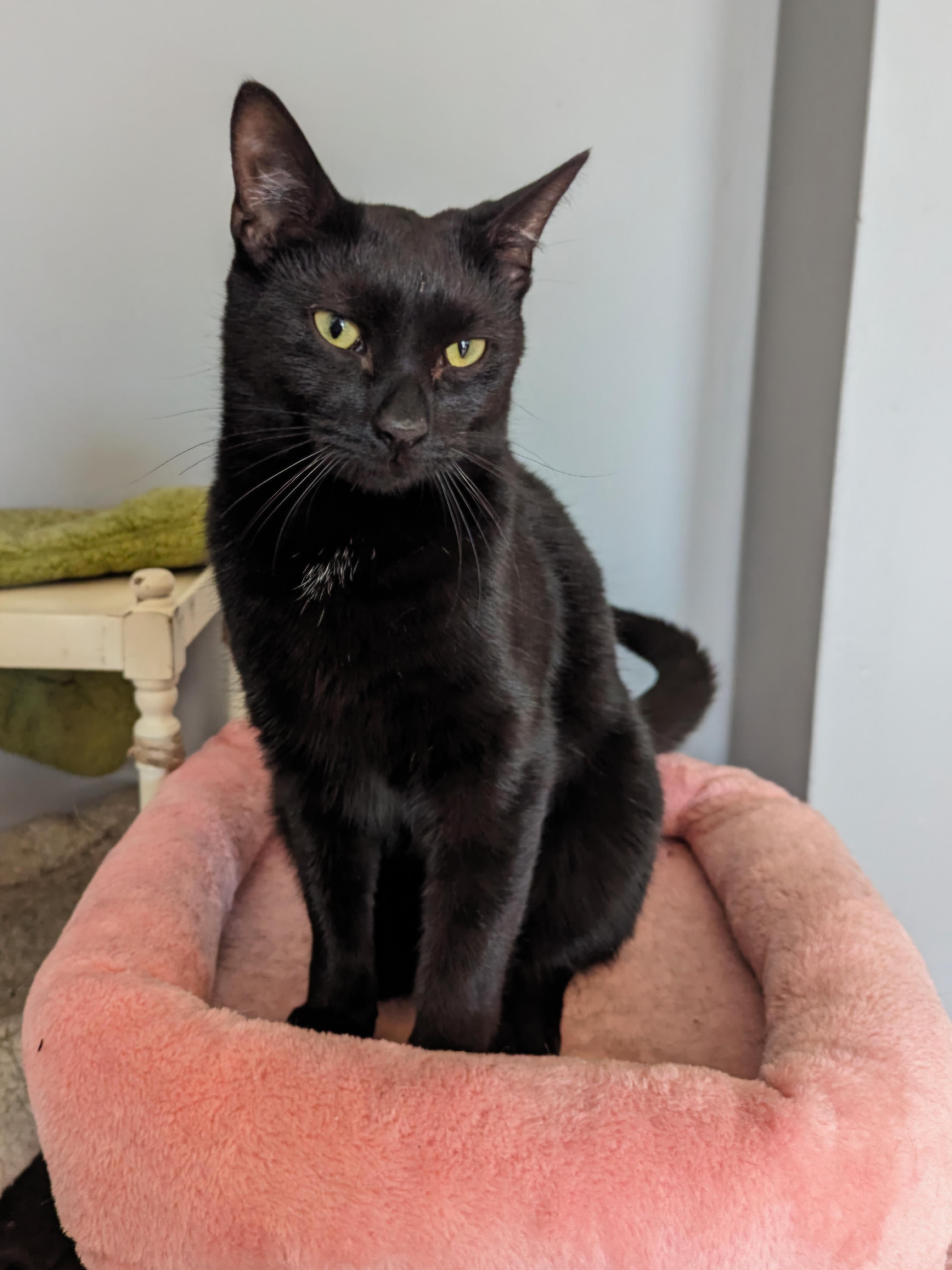 Cosmo, a Adoptable Domestic Short Hair in Mount Clemens, MI image 2/6