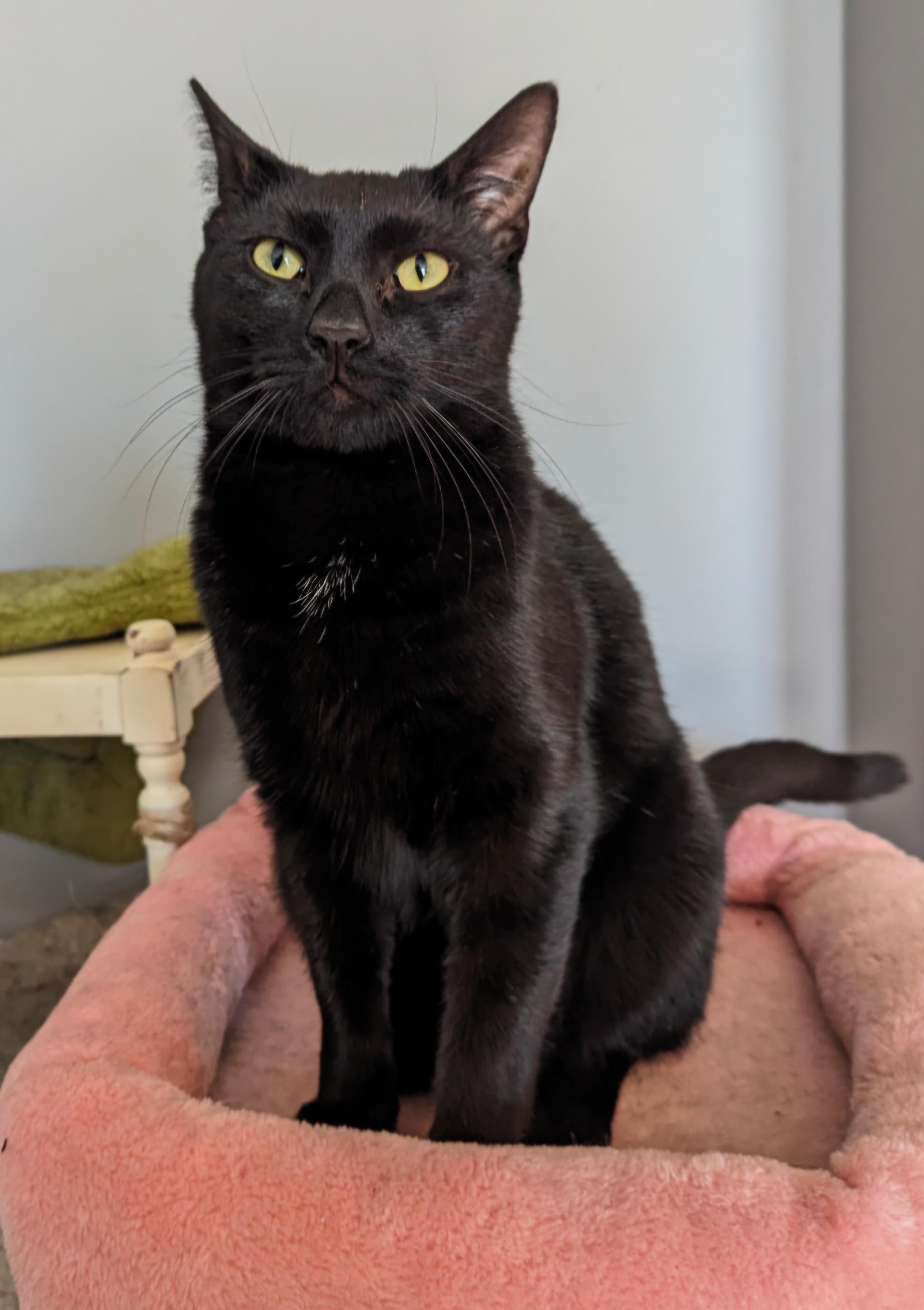 Cosmo, Adoptable, Young Male Domestic Short Hair.