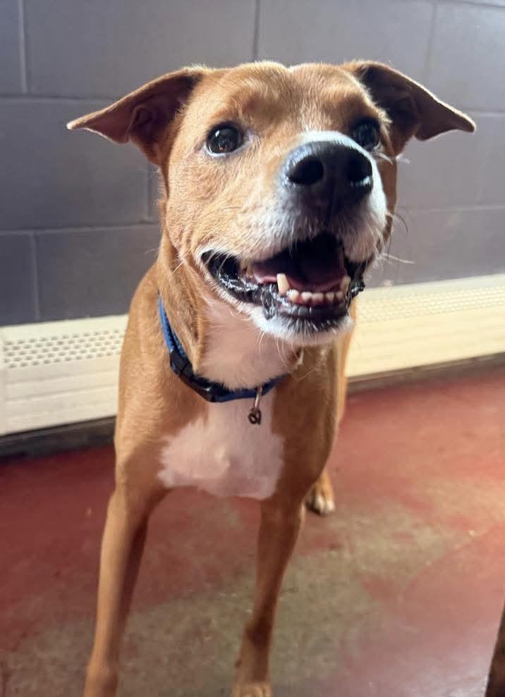 Bella, Young Female Terrier