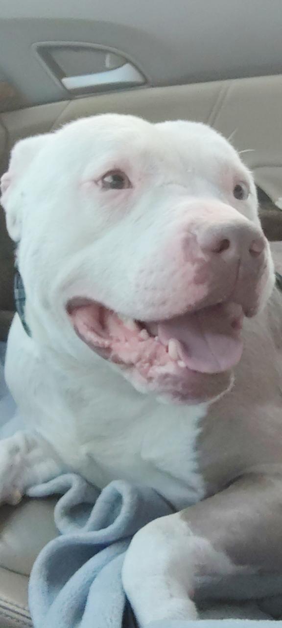 Kato, ADOPTABLE, Adult Male American Bully.